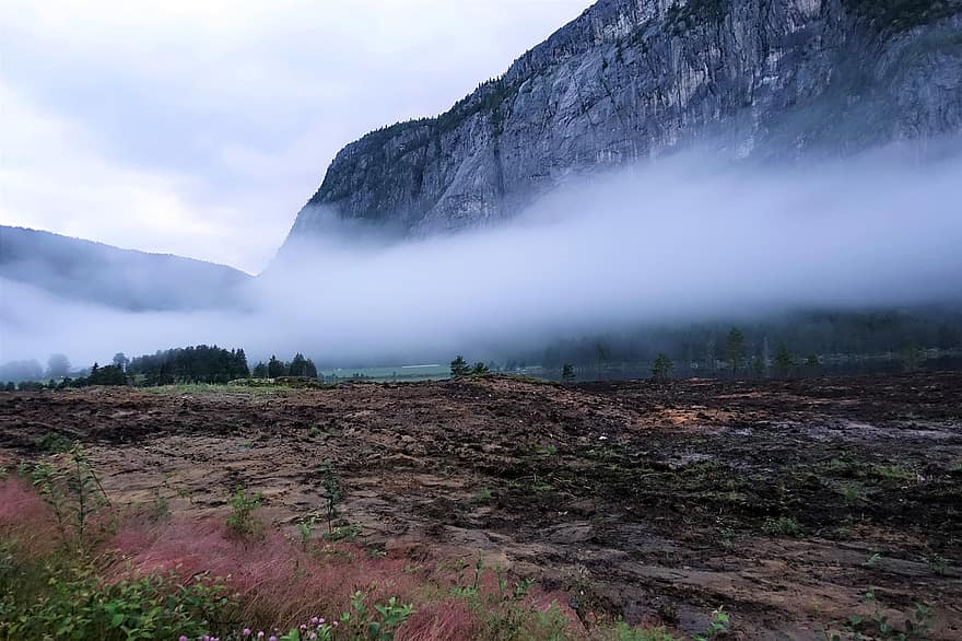 nebbia, montagna, Norvegia, paesaggio, foresta, picco di montagna, albero, erba, scena rurale, estate, prato