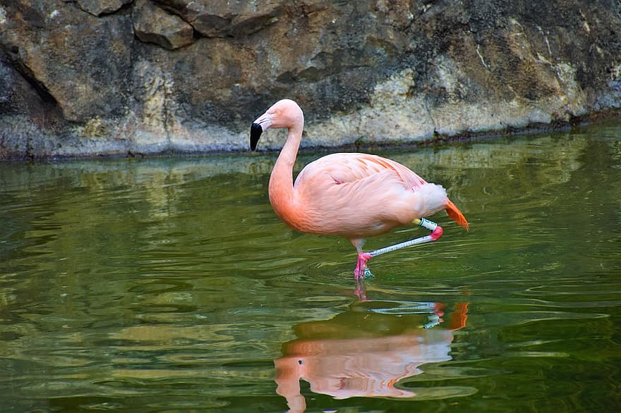 flamingas, gyvūnas, blauzdas, vandens paukštis, laukinės gamtos, plunksnos, pobūdį, paukščių, upė, ežeras, miškas