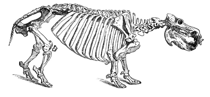 Hippopotamus, Skeleton, Animal, Hippo, Skull, Antique, Bone, Ancient, Head, Drawing, Etching