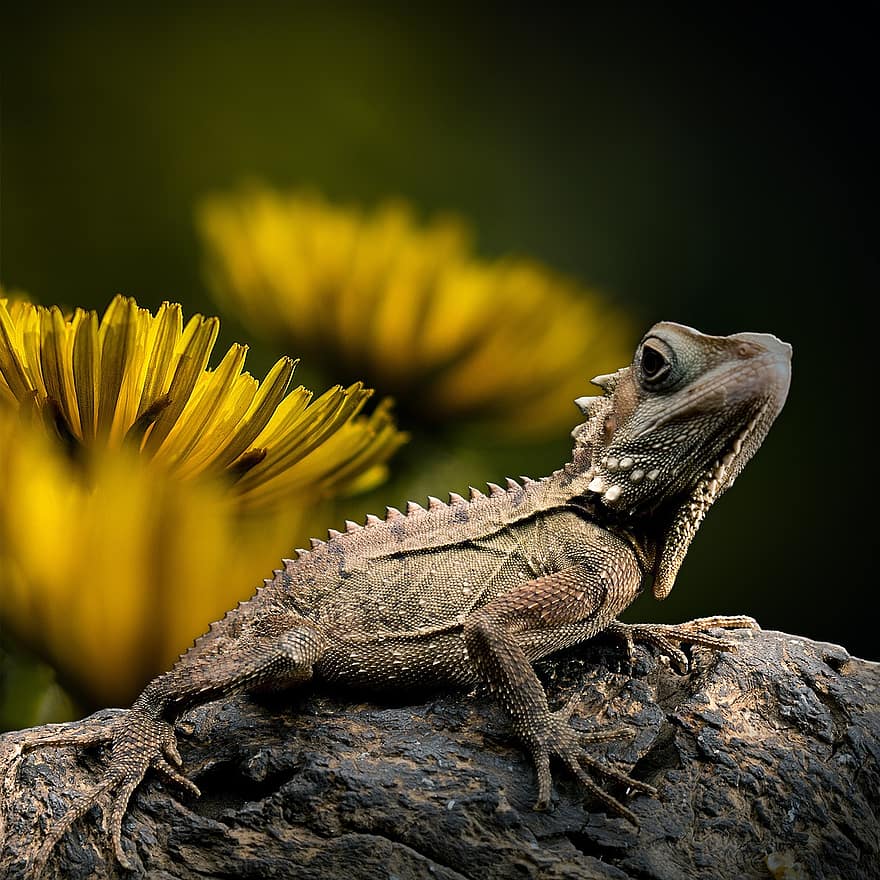 Lizard, Dandelion, Reptile, Forest Dragon, Endangered, Nature, Types Of Die, Animal World, Close Up