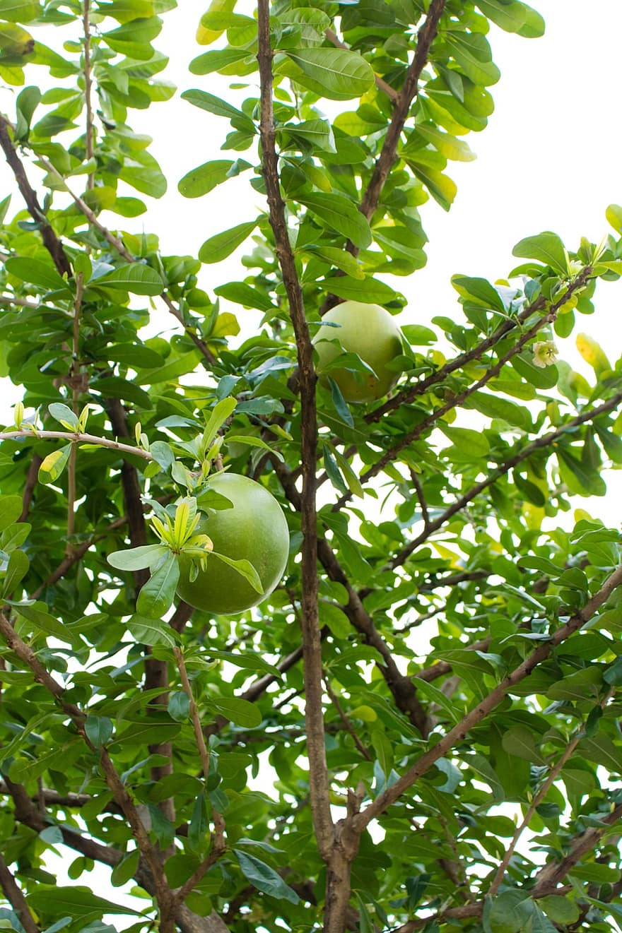 oval meyvesi olan tropik bir ağaç, Su Kabağı Meyveleri, Crescentia Cujete, doğa