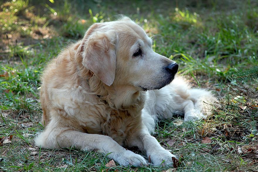 hond, Golden retriever, huisdier, hoektand, dier, vacht, snuit, zoogdier, hondenportret, buitenshuis