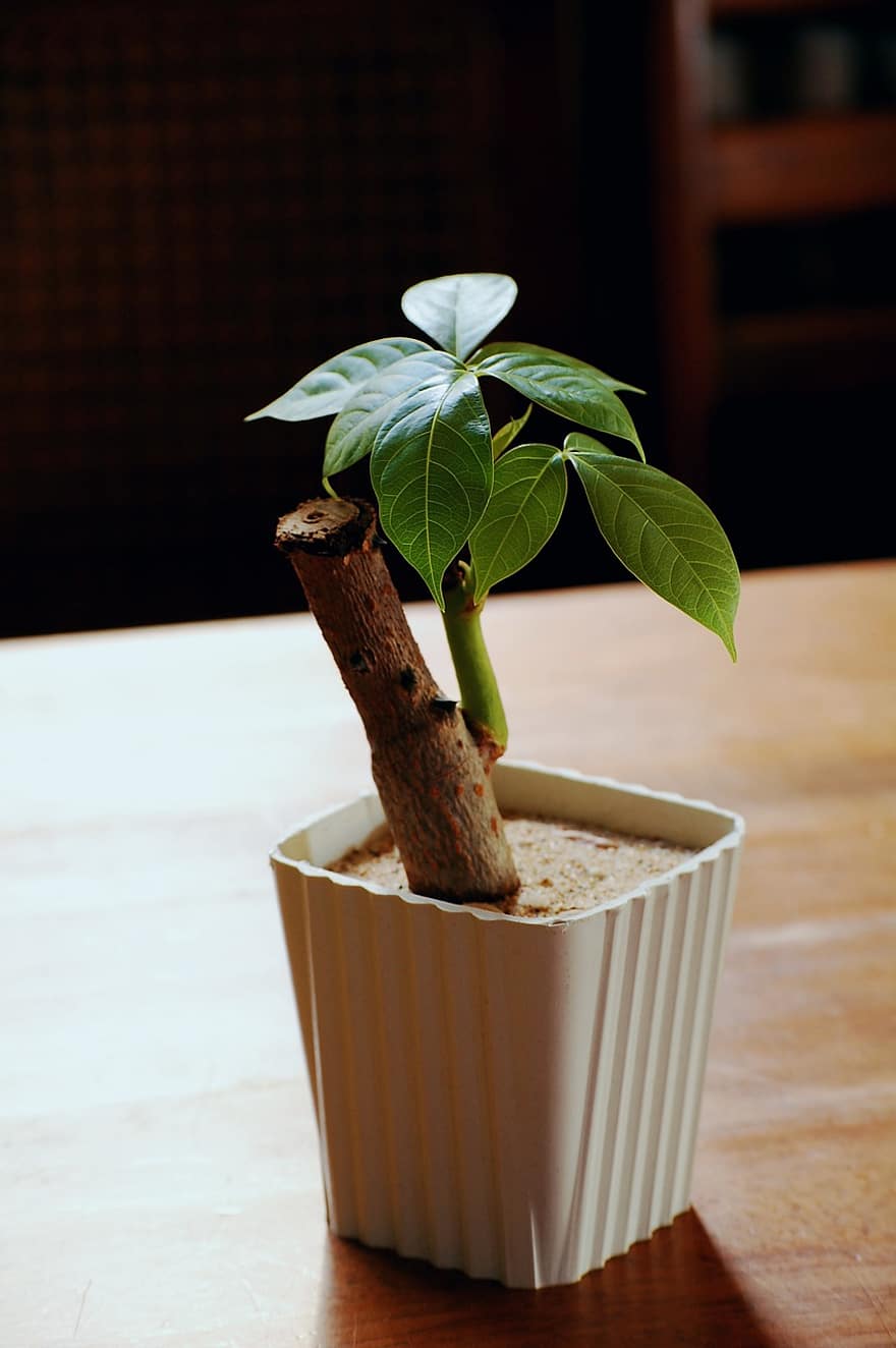 penger treet, bonsai, anlegg, ung, mør, liten, grønn, hvit, blader, gryte, container