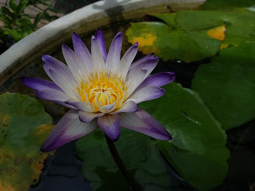 lotus, květ, rybník, lotosový květ, fialový květ, okvětní lístky, fialové okvětní lístky, vodní rostliny, flóra, list, rostlina