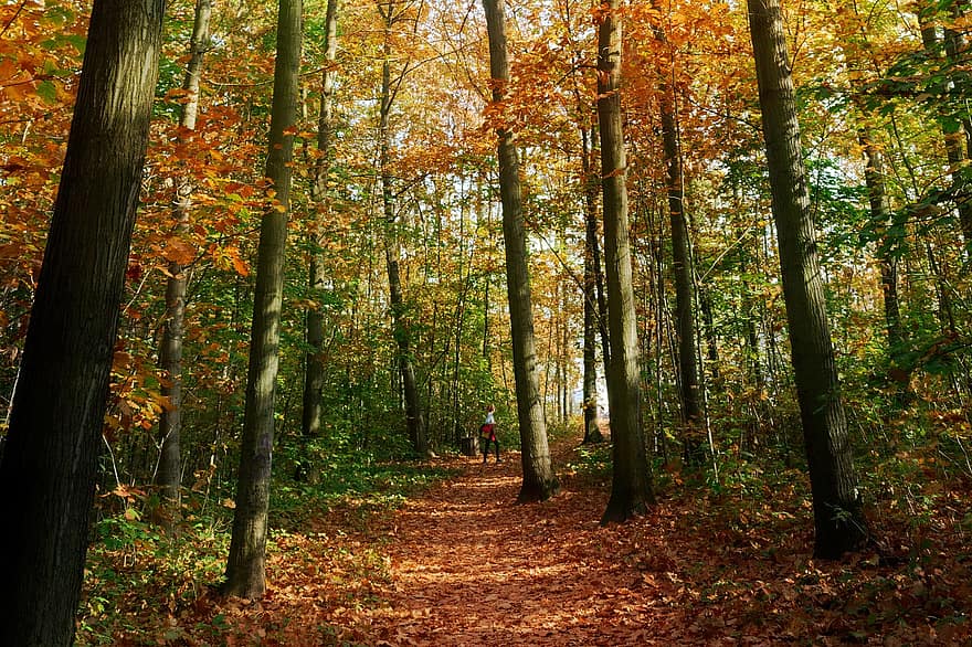 rudenī, koki, mežs, lapas, zaļumi, rudens lapas, rudens zaļumi, rudens krāsas, rudens sezona, kritums zaļumiem, kritums lapas