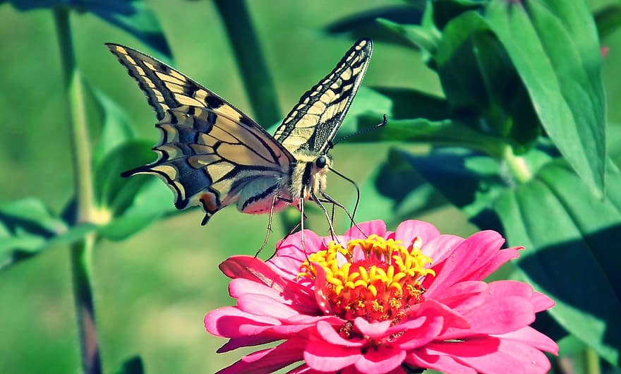 πεταλούδα, λουλούδι, γονιμοποιώ άνθος, γονιμοποίηση, έντομο, φτερωτό έντομο, πεταλούδα φτερά, ανθίζω, άνθος, χλωρίδα, πανίδα