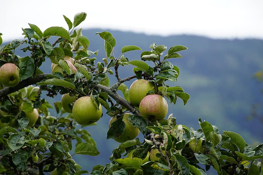 яблуня, відділення, яблука, зелені яблука, урожай, виробляти, органічні, свіжий, свіжі яблука, свіжі фрукти, фрукти