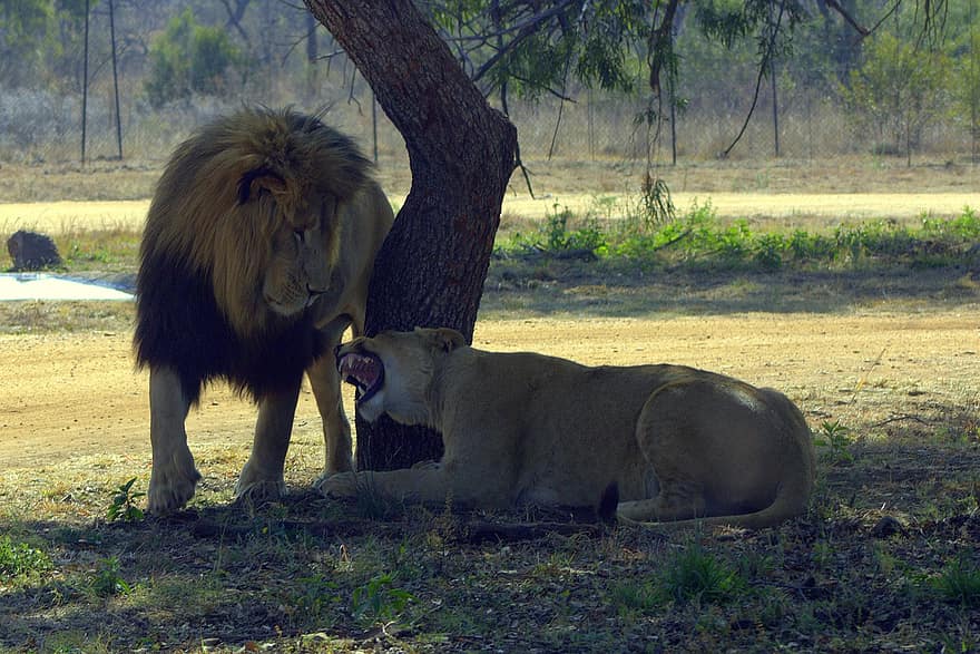 lleons, animals, crinera, mamífers, lleona, depredador, vida salvatge, safari, zoo, fotografia de fauna salvatge, desert