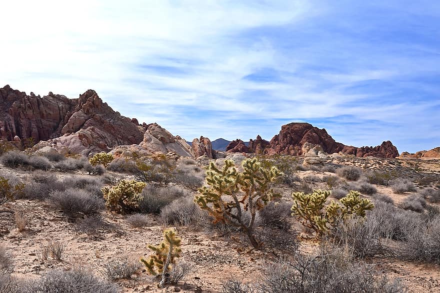 désert, cactus, vallée de feu, Etats-Unis, sud-ouest, Las Vegas, Voyage, paysage, le sable, Roche, grès