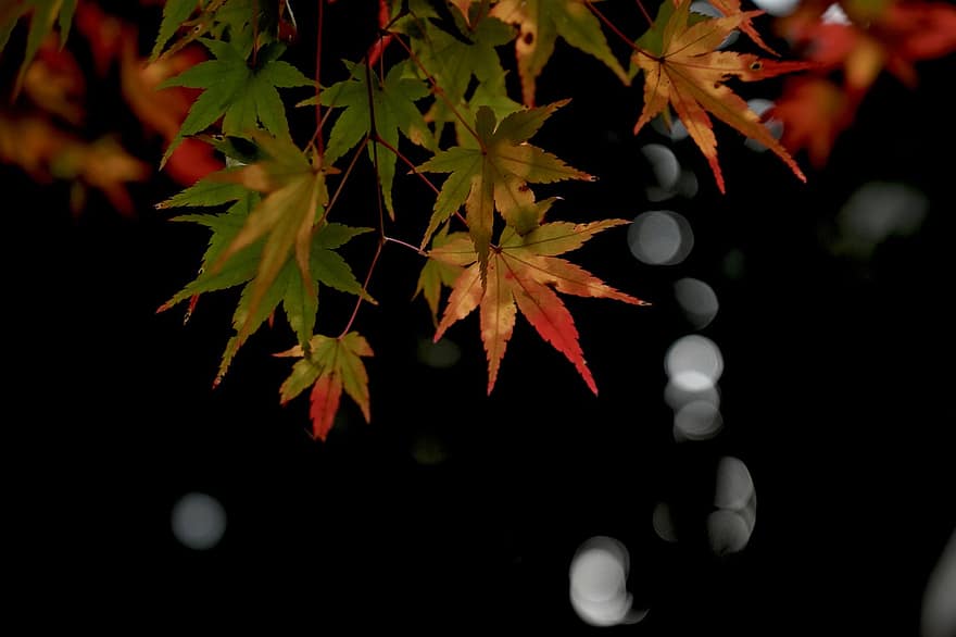 blade, ahorn, løv, efterår, efterårsfarver, japansk