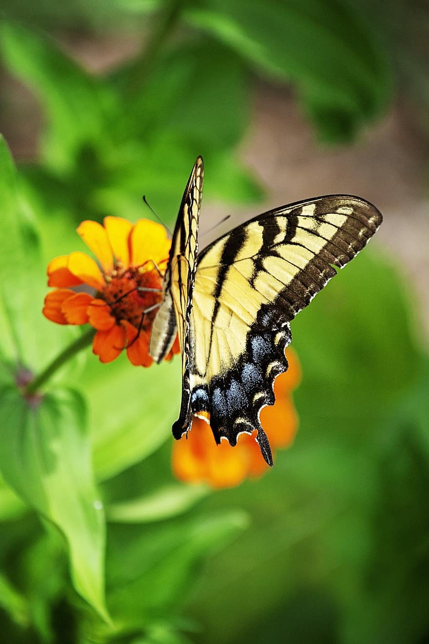 swallowtail harimau timur, kupu-kupu, bunga, zinnia, kupu-kupu swallowtail, serangga, sayap, menanam, merapatkan, multi-warna, warna hijau