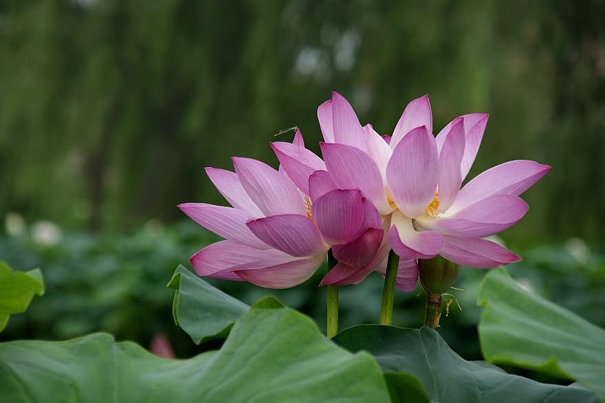 lotusblomster, blomster, lotus blomster, lyserøde blomster, kronblade, pink kronblade, lotus blade, flor, blomstre, vandplante, flora