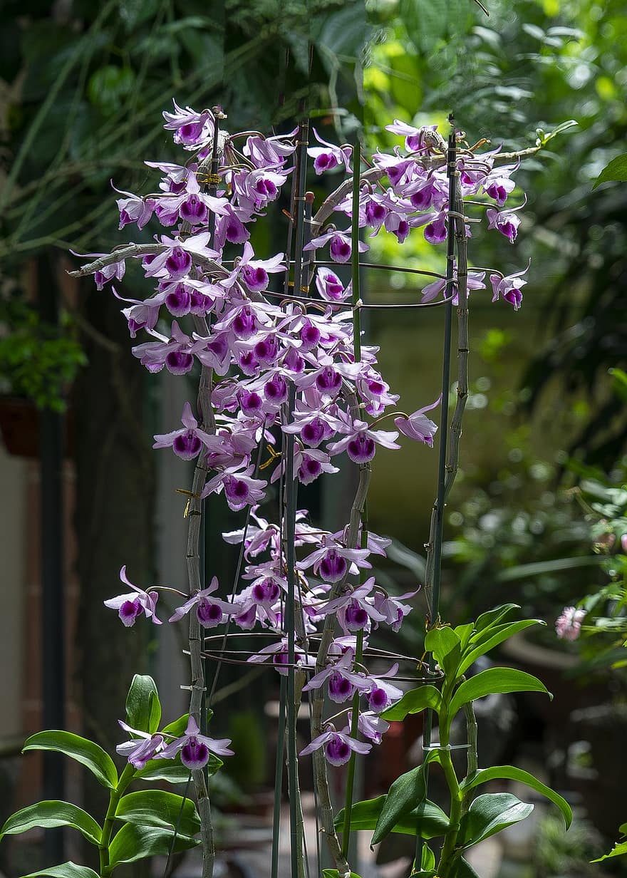 orchidee, fiori, fiori di orchidea, pianta, petali viola, natura, fioritura, petali, fiorire, flora