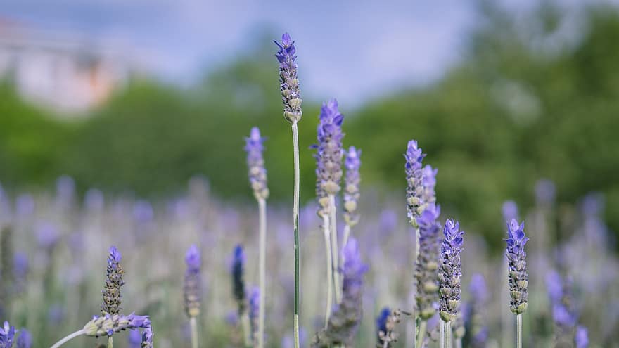 Lavenders, Flowers, Lavender Field, Purple Flowers, Bloom, Blossom, Flora