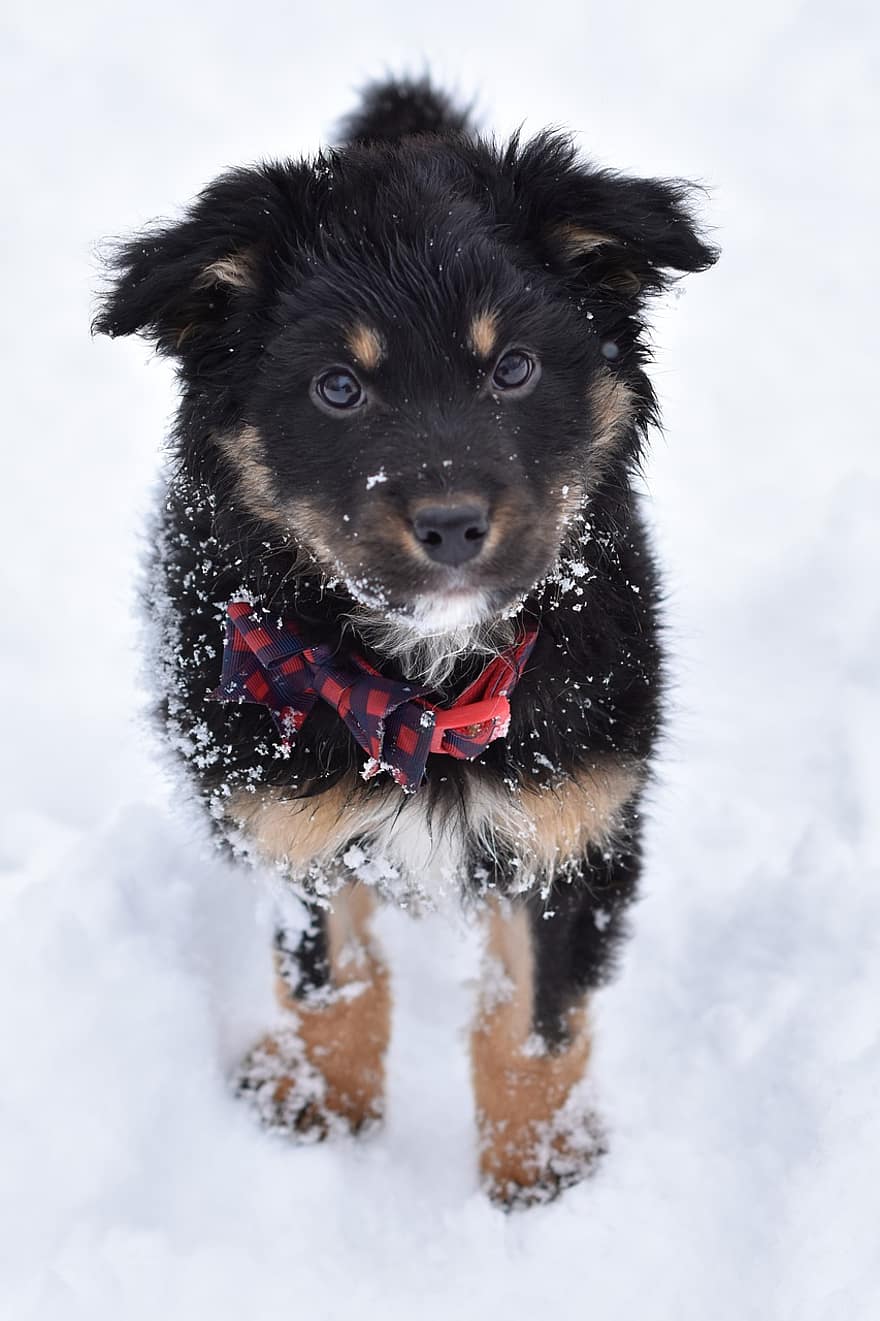 कुत्ते का बच्चा, सर्दी, सड़क पर, हिमपात, बर्फ में खेलना, कुत्ता, बचाव दल का कुत्ता, पालतू पशु, पालतू जानवर, प्यारा, कुत्ते का