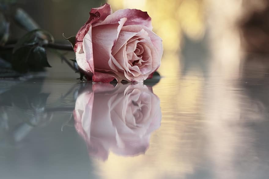 Rose, pink rose, blomst, lyserød blomst, kronblade, pink kronblade, flor, blomstre, flora, rosenblade, rose blomst