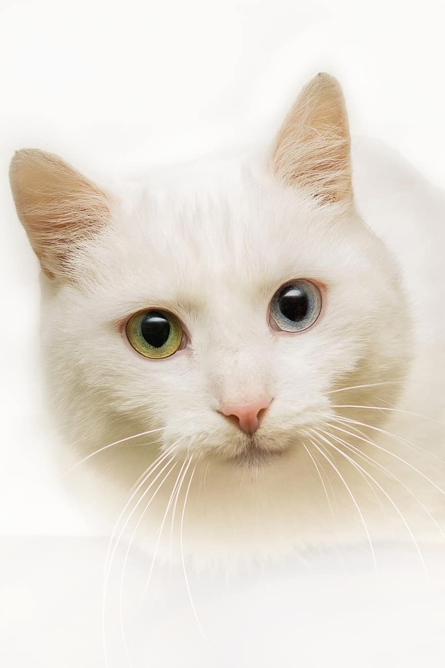 котка, домашен любимец, лице, мустаци, очи, котешки очи, глава, Бяла котка, животно, домашна котка, котешки
