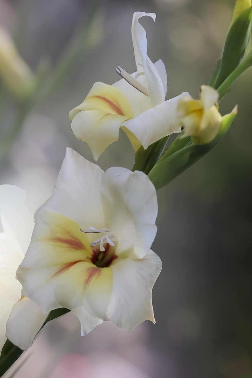 gladiol, bunga-bunga, gladiola, bunga putih, kelopak, kelopak putih, berkembang, mekar, flora, menanam, alam