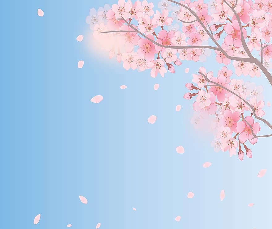 Spring Background, Cherry Blossoms, Sky, Spring, Bloom, Nature, Blossom, Sakura, Branch, Cherry, Floral