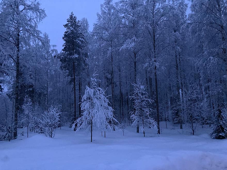 сняг, зимен пейзаж, снежен пейзаж, Финландия, студ, зима, синьо небе, природа, замръзнал, скреж, гора