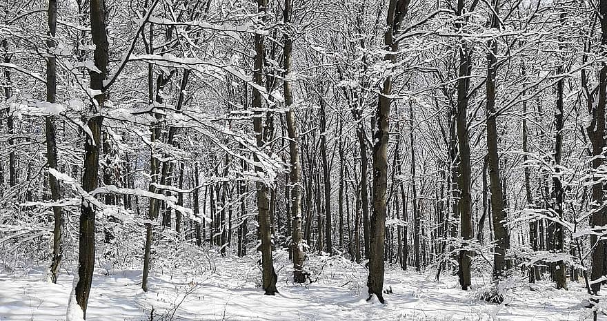 дървета, зима, гора, сняг, гори, природа, панорамен, гориста местност