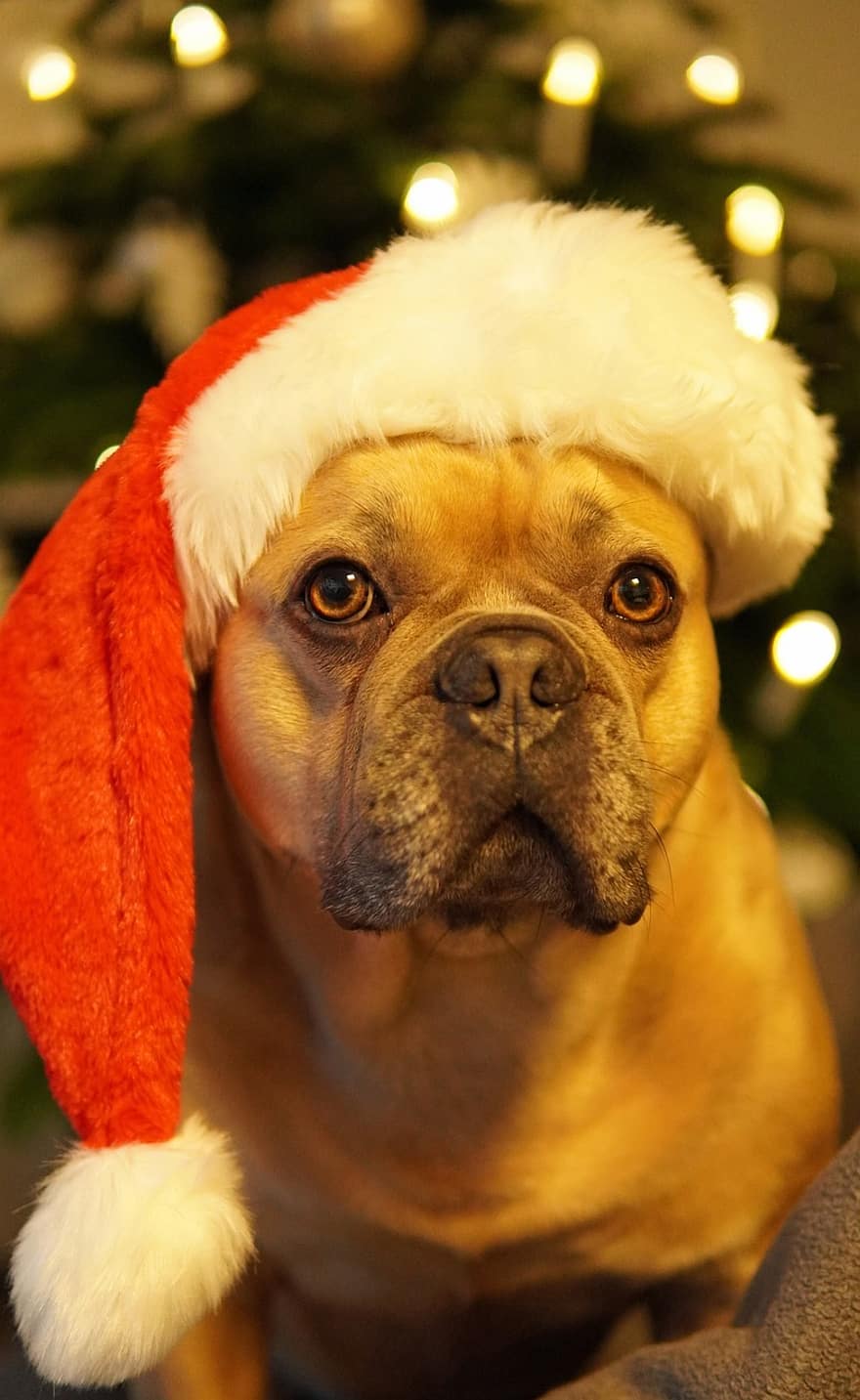 koira, ranskalainen buldog, joulu, hyvää lomaa, väsynyt, silmät kiinni, santa-hattu, joulukuusi, kuusen, onnittelukortti, söpö