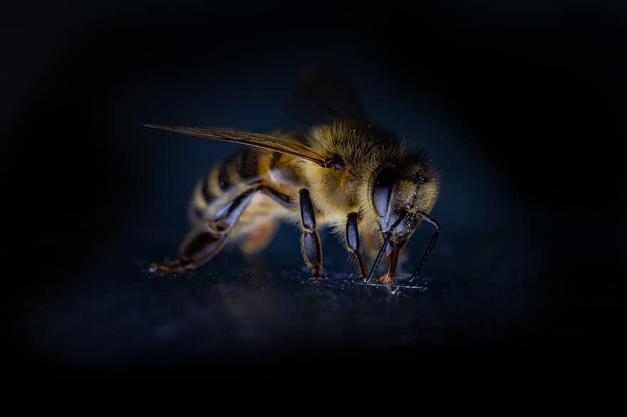 abeja, insecto, animal, naturaleza, oscuro, macro
