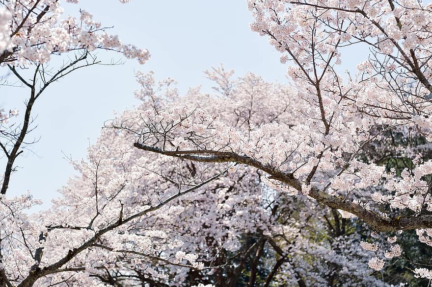 fleurs, Japon, fleurs de cerisier, printemps, saisonnier, Floraison, fleur, paysage, rose, arbre, branche