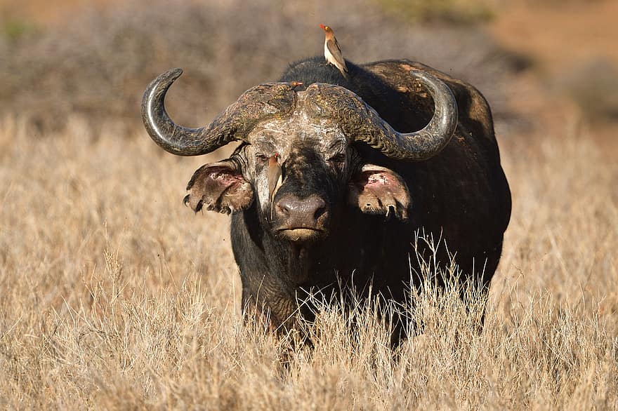 cape buffalo, dyr, pattedyr, Syncerus Caffer, vilt dyr, dyreliv, fauna, villmark, natur, Lewa, kenya
