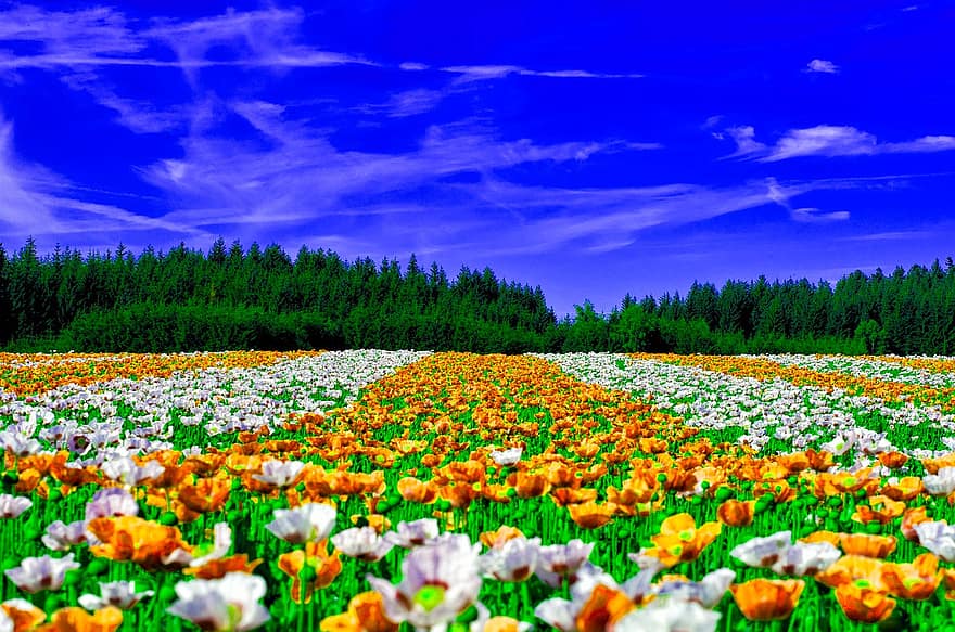 natuur, veld-, bloemen, blad, de lente, bladeren, landschap, fabriek, bloesem, tuin-, blauw