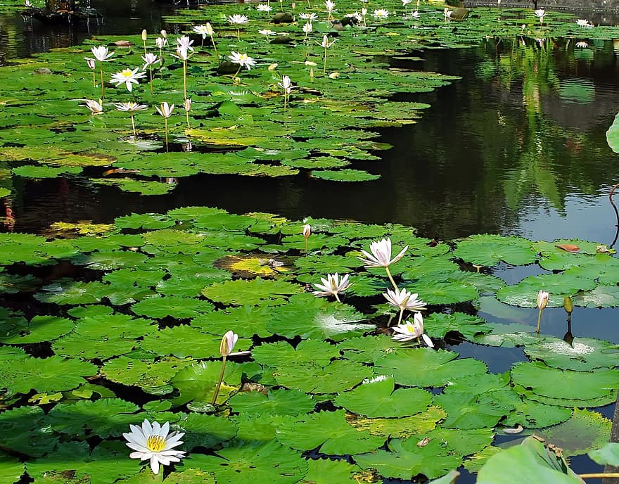 Wasserlilien, Blumen, Flora, Teich, Natur, blühen