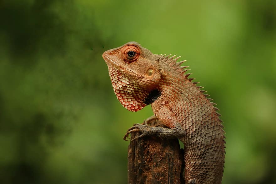 Chameleon, Lizard, Iguana, Reptile, Nature, Animal, Jungle, Colorful, Camouflage, Tropical, Exotic
