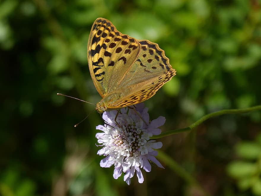 vlinder, bloem, libar, scabiosa, argynnis fabricius