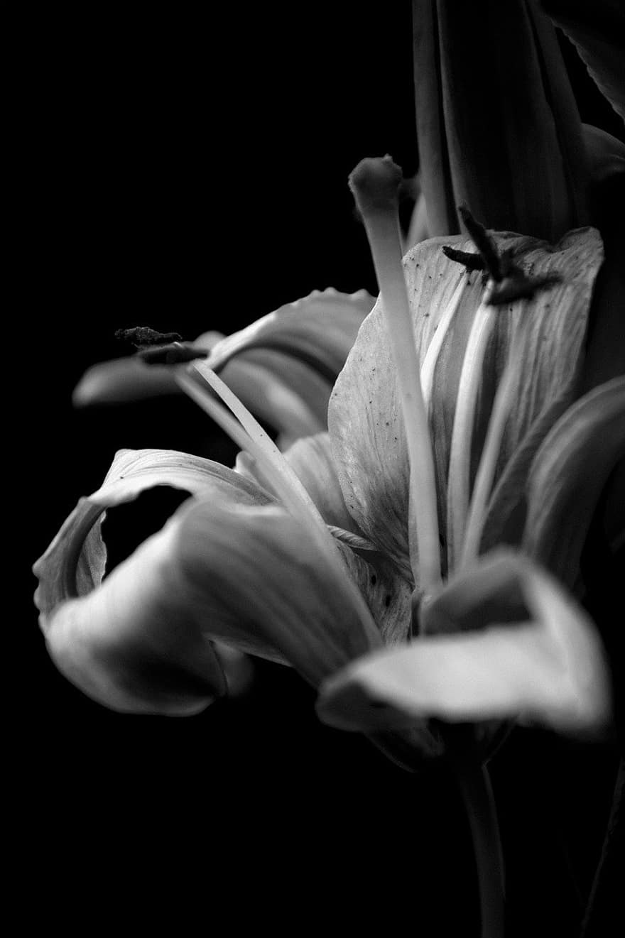 Flower, Lily, Bloom, Blossom, Botany, Monochrome, Plant, Macro Photography, close-up, black and white, petal