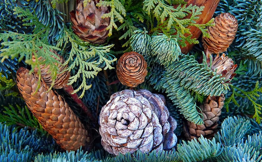 Tannenzapfen, Tannenbaum, Natur, Winter