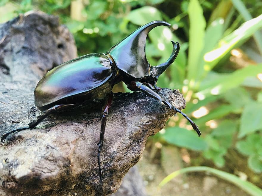 kumbang badak coklat, kumbang, serangga