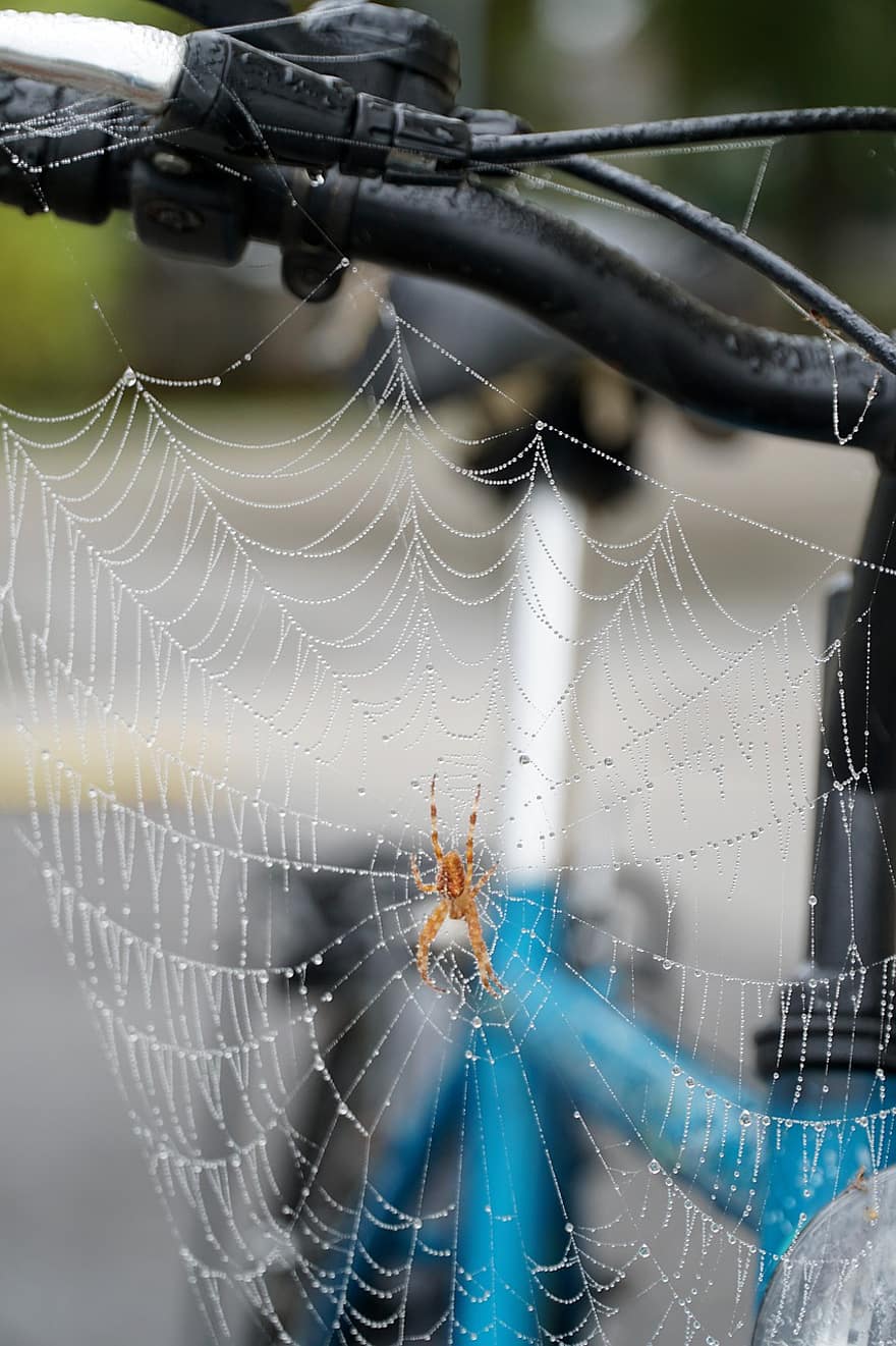 edderkopp, spindelvev, dugg, duggdråper, dråper, arachnid, dyr, web, edderkoppsilke, sykkel