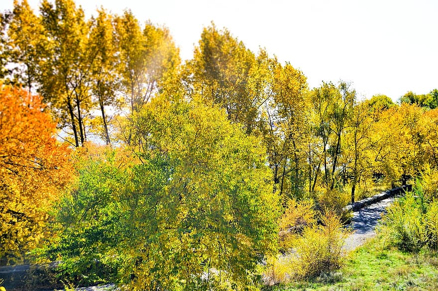 efterår, natur, Skov, træer, sæson, gul, træ, blad, multi farvet, oktober, landskab