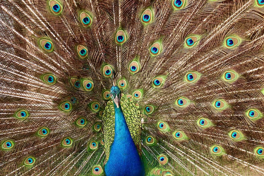 Peafowl, Peacock, Bird, Feathers, Pattern, Design, Peacock Feathers, Plumage, Exotic Bird, Ave, Avian