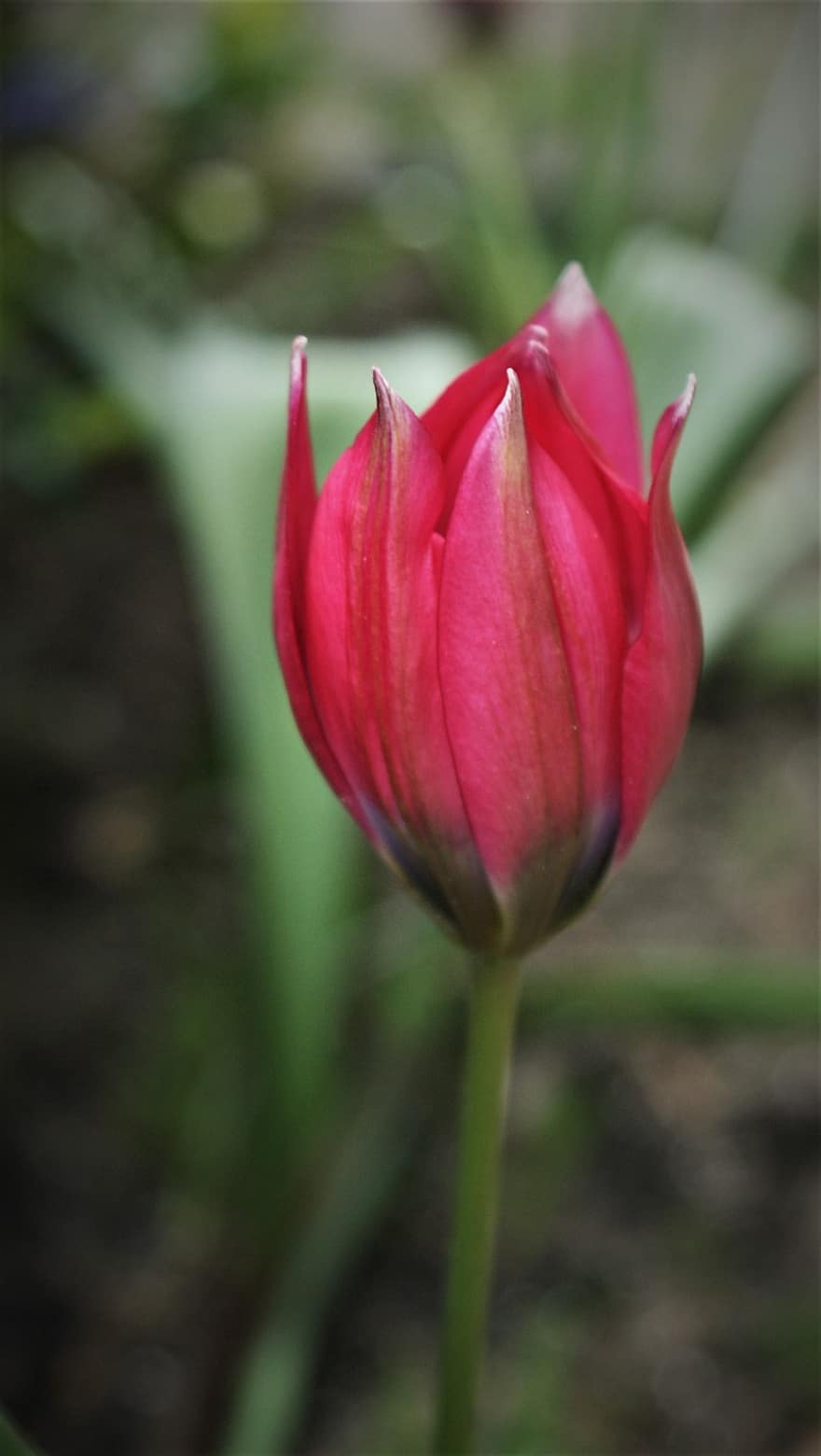 flor, tulipa, Primavera, sazonal, Flor, botânica, plantar, crescimento, pétalas, natureza, macro