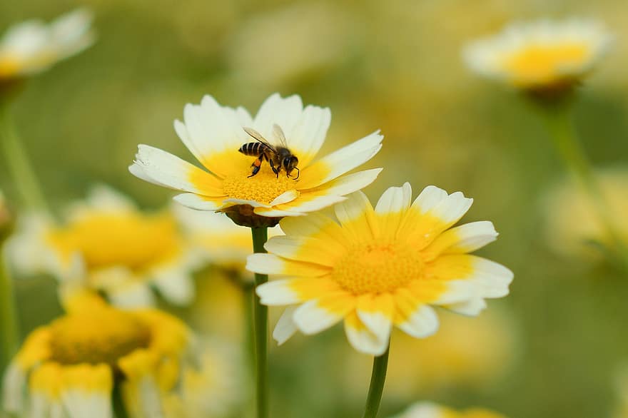 las flores, abeja, insecto, polinizar, polinización, himenópteros, insecto con alas, floración, naturaleza, flor, flora