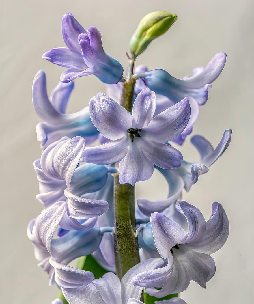 Hyacinth, blomster, anlegg, lilla blomster, petals, blomst, flora, natur, nærbilde, blad, petal