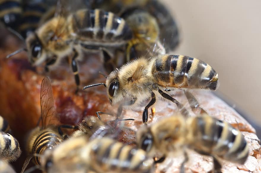 bi, insekt, honningbi, honning, biavler, biavl, natur