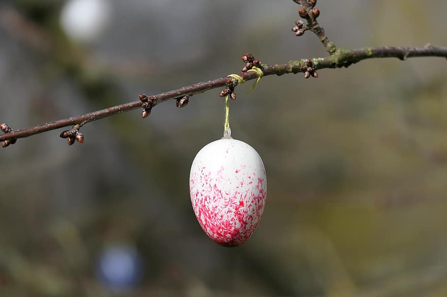 velikonoční vajíčko, velikonoční, dekorace, Velikonoční keř, Zobrazit, větev, detail, rostlina, svěžest, list, ovoce