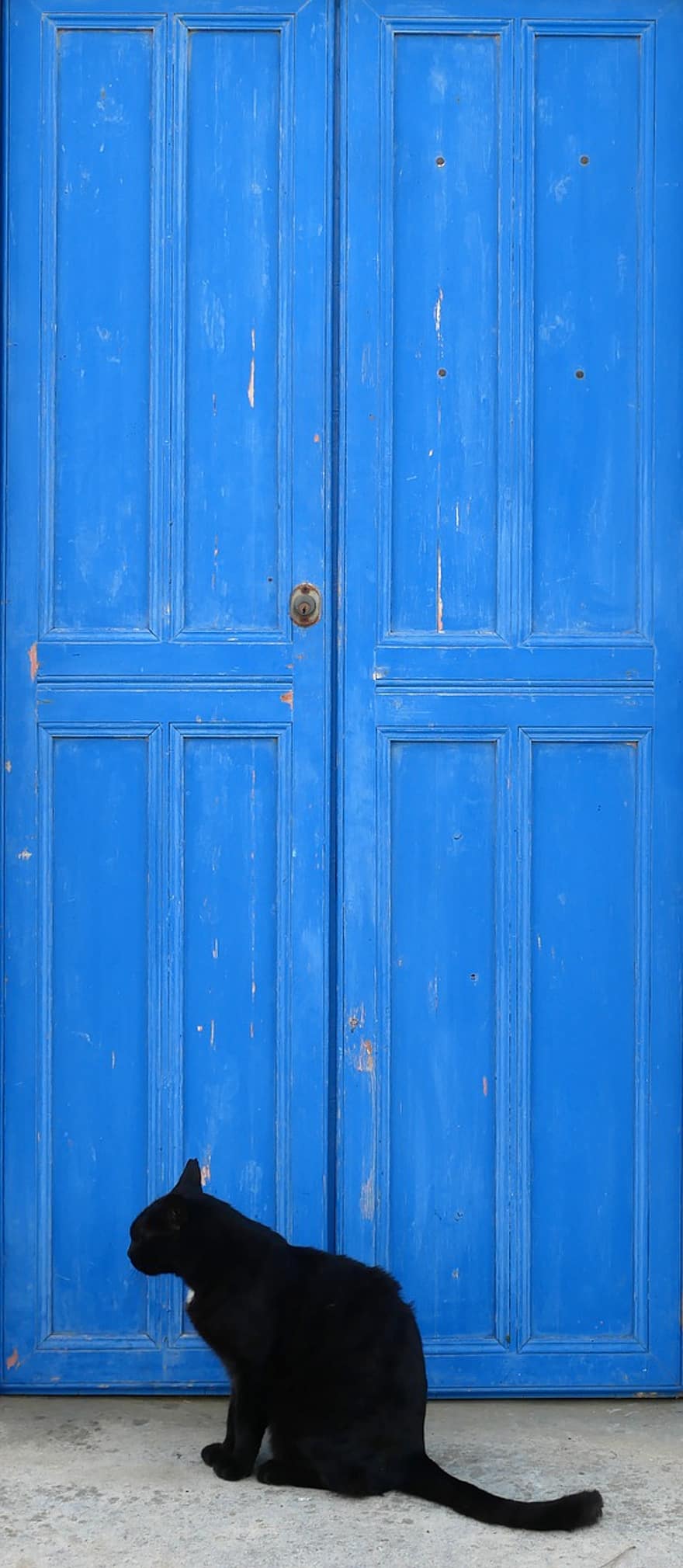 кошка, синяя дверь, Греция, домашние питомцы, Домашняя кошка, синий, собака, милый, кошачий, домашние животные, дверь