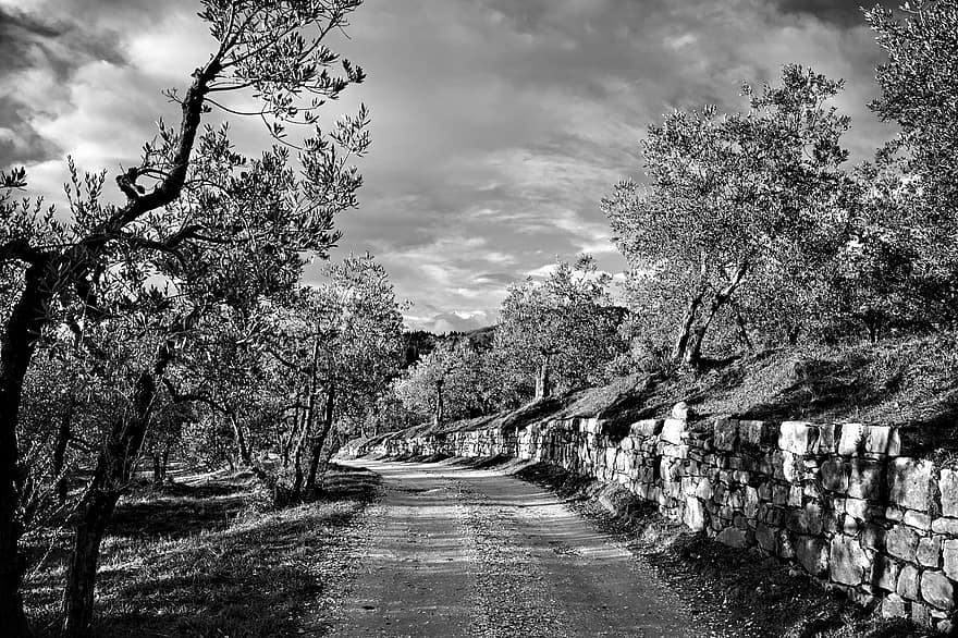 strada sterrata, strada, olive, alberi, strada di campagna, rurale, campagna, Via Delle Tavarnuzze, Firenze, Toscana, chianti