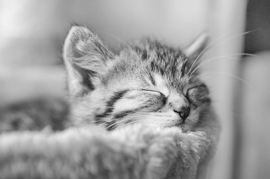 แมว, ลูกแมว, นอนหลับ, สัตว์เลี้ยง, กองทุน, แมวลาย, ปลาทู, นอน, หัว, ขน, ใบหน้าของแมว