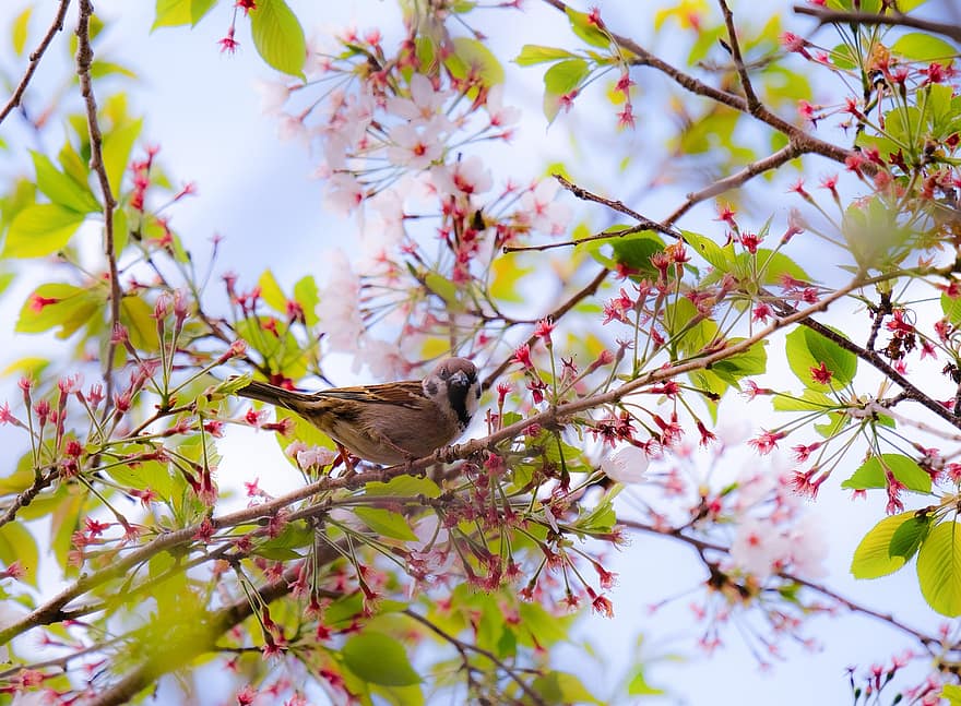 Vrabec, pták, třešňové květy, jaro, Příroda, krajina, zvíře, růžové květy, větev, strom, detail