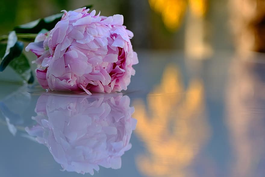 пион, цветок, отражение, зеркальное отображение, розовый, розовый пион, розовый цветок, лепестки, розовые лепестки, цветение, цвести