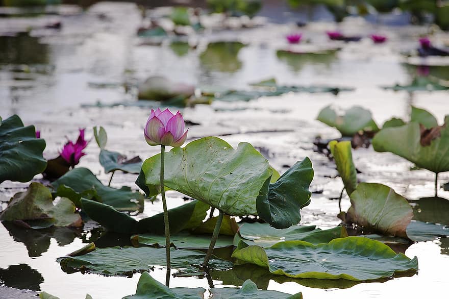 Lotus, Seerose, Wasserpflanzen, Sommer-, Wasser, Blume